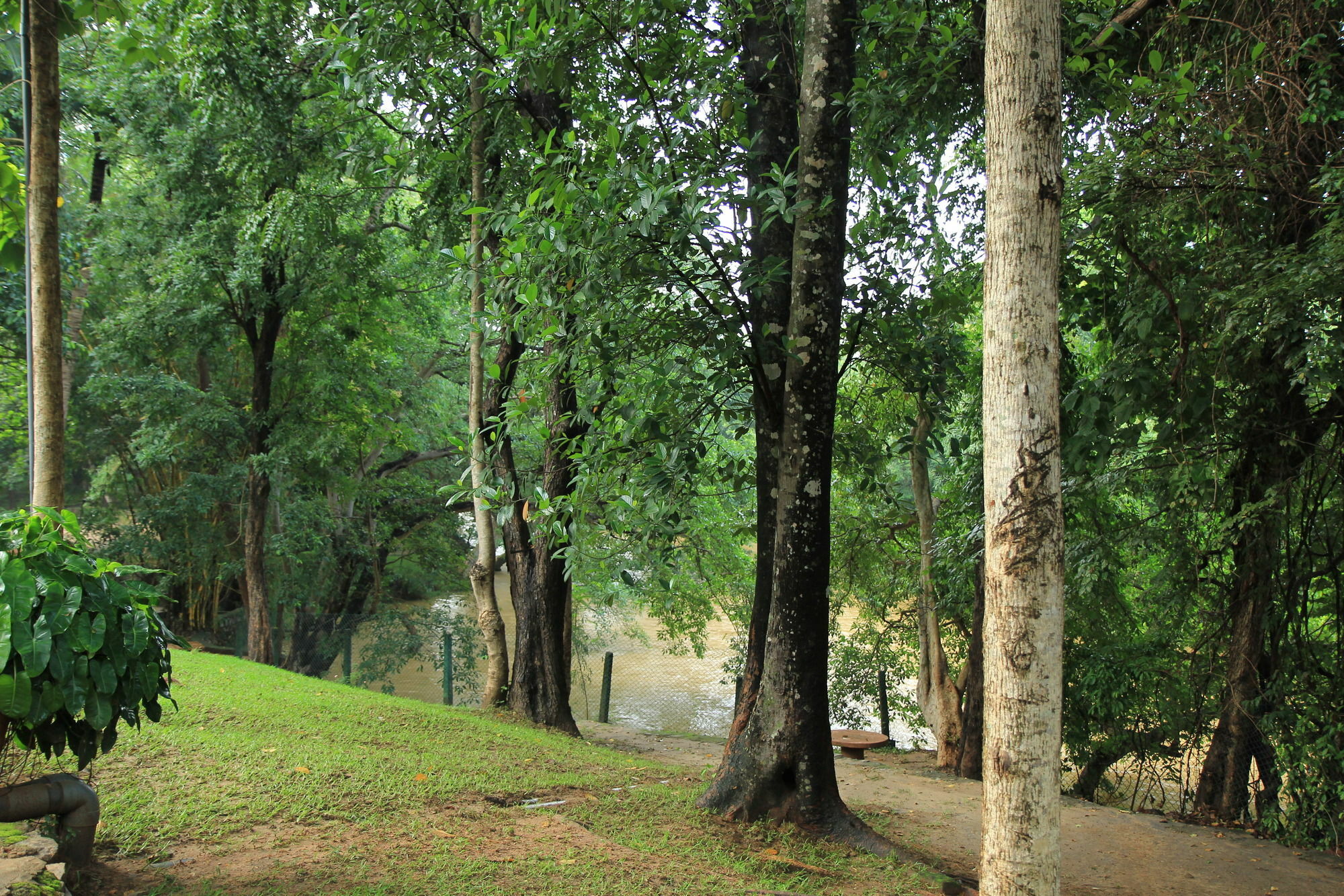 Hotel Dambulu Oya Family Park Dambulla Esterno foto